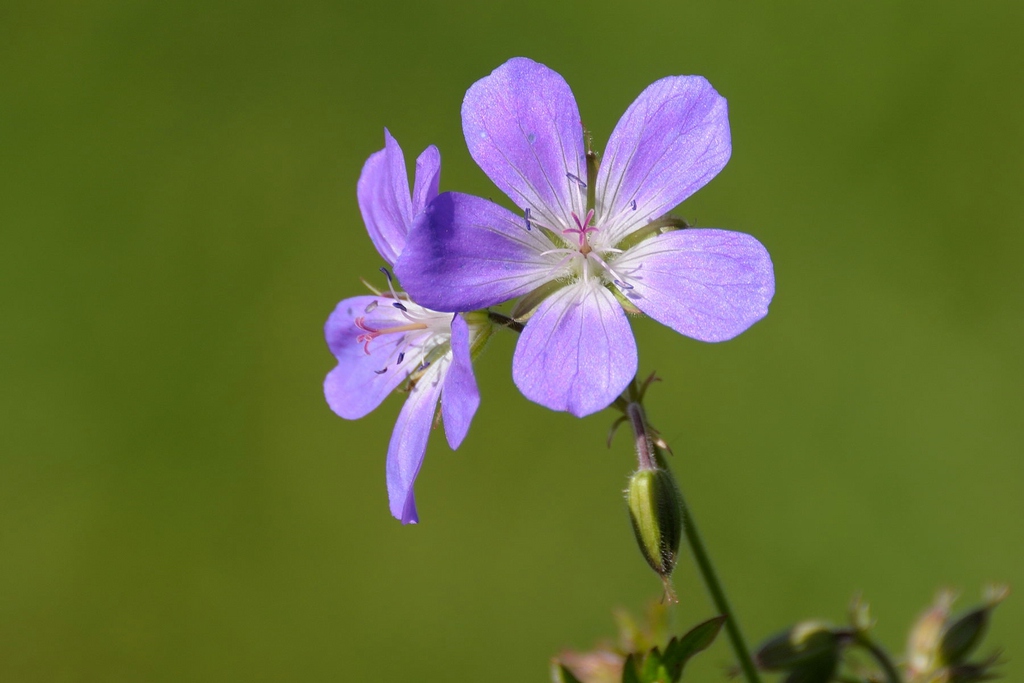 Blume