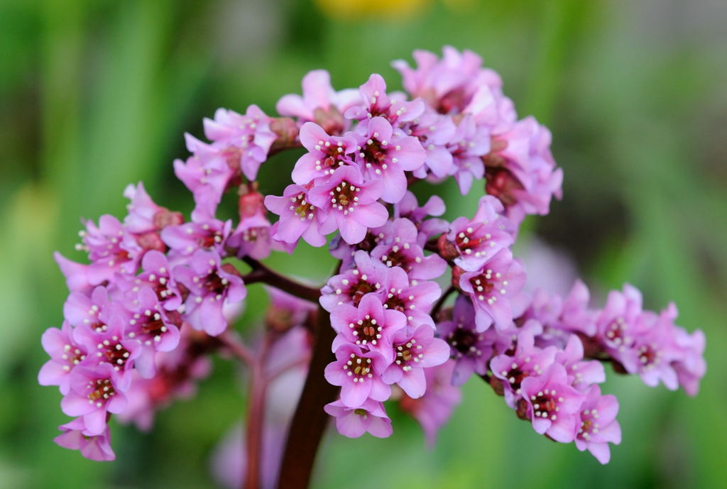 Blume