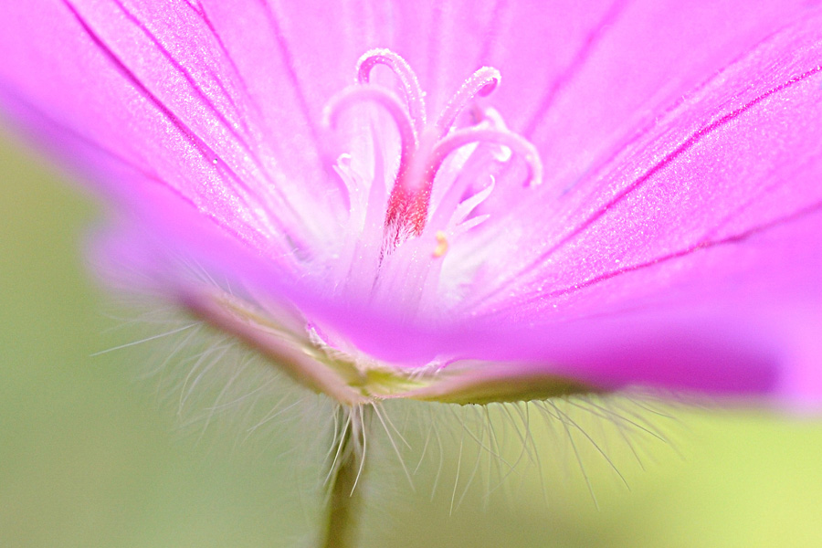 Blume002