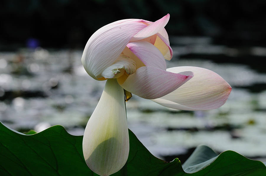Blume01
