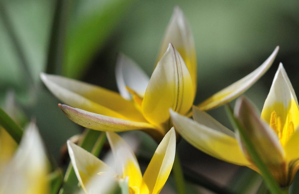 Blume1