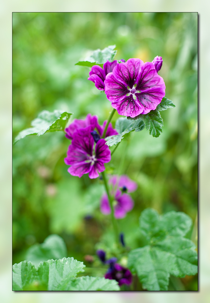 Blume1