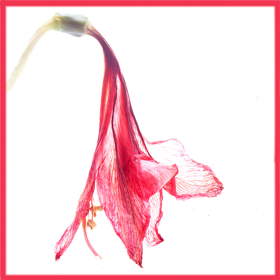 blume1