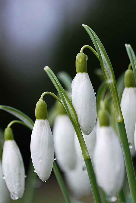 blume2