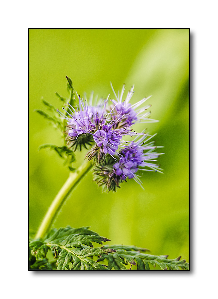 Blume2