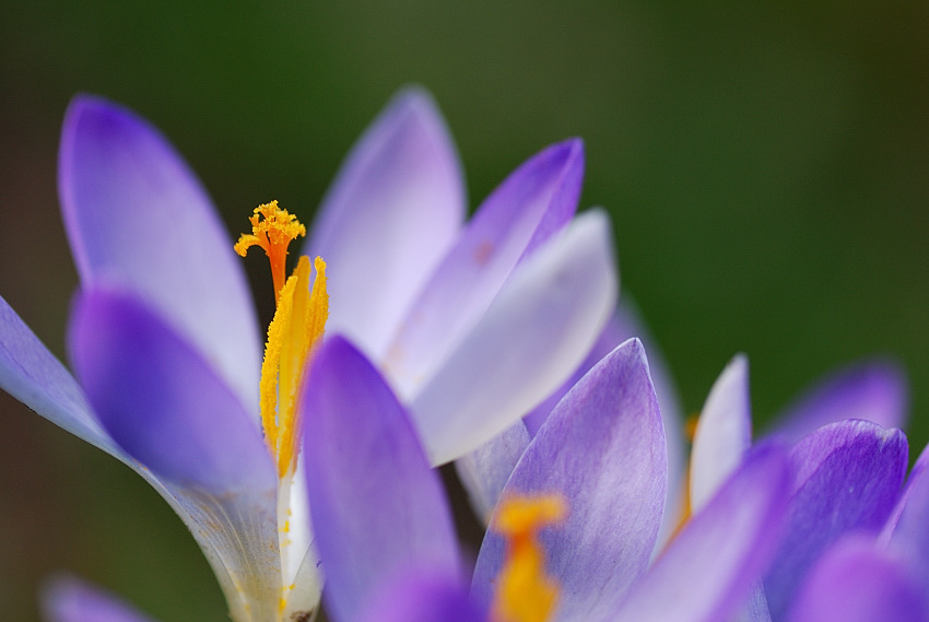 blume2