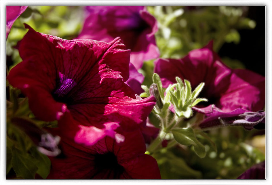 Blume2
