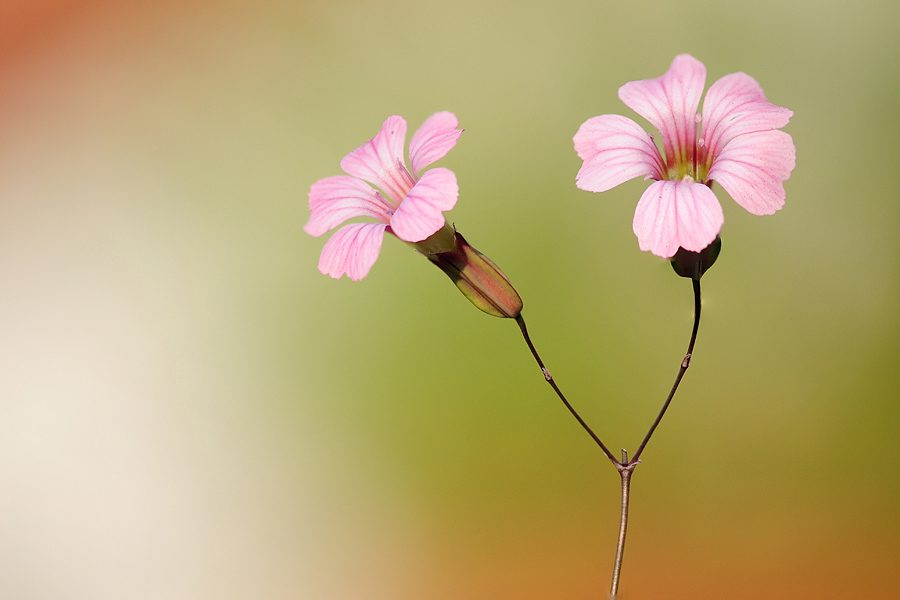 Blume3 1