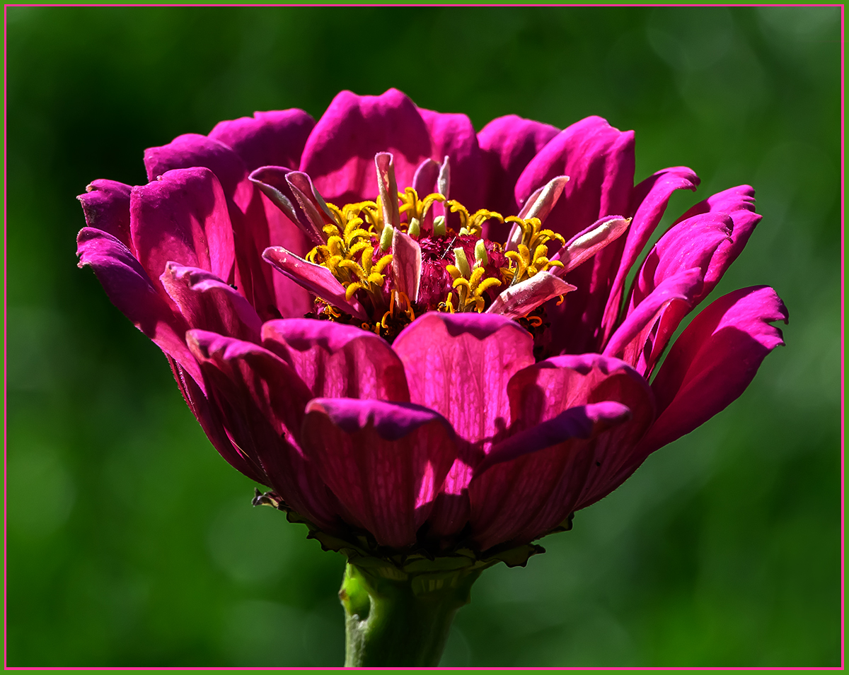 Blume3.jpg