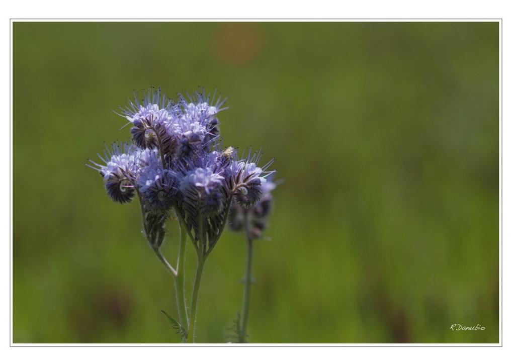 blume4 01