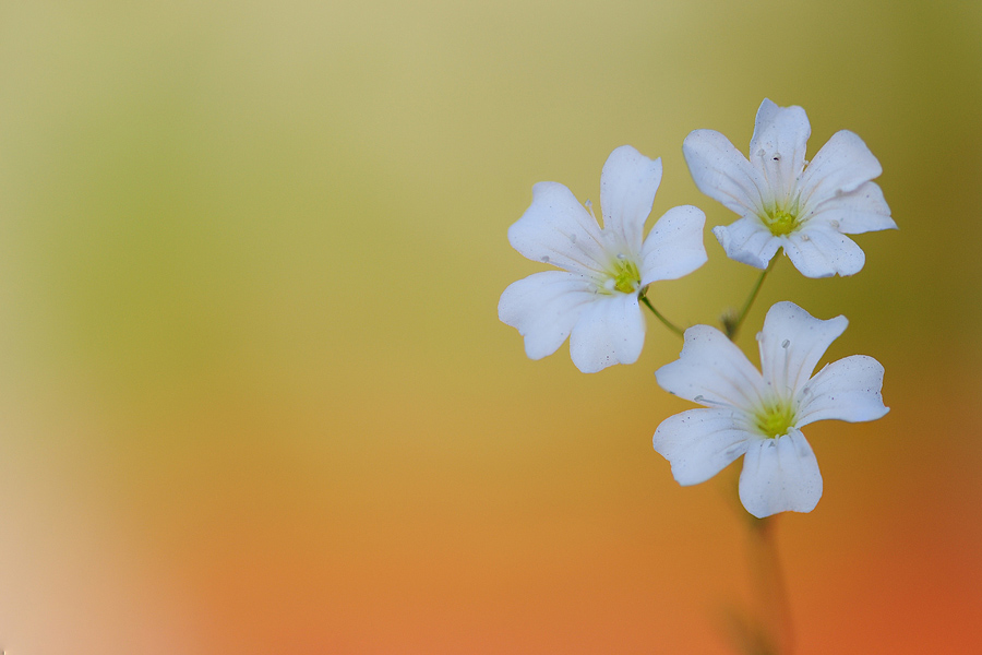 Blume4 1