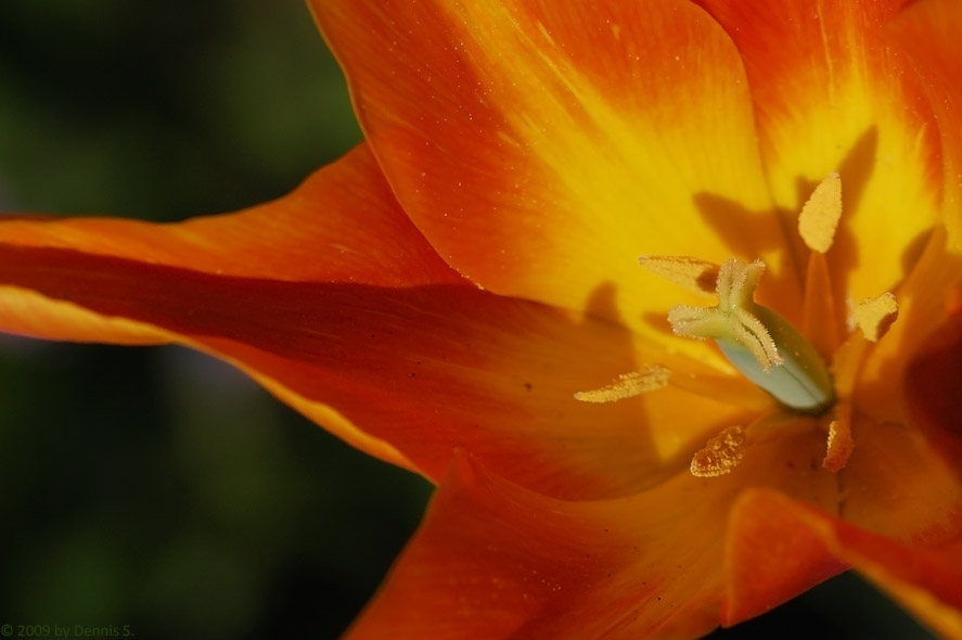 blume5 BY DENNIS S