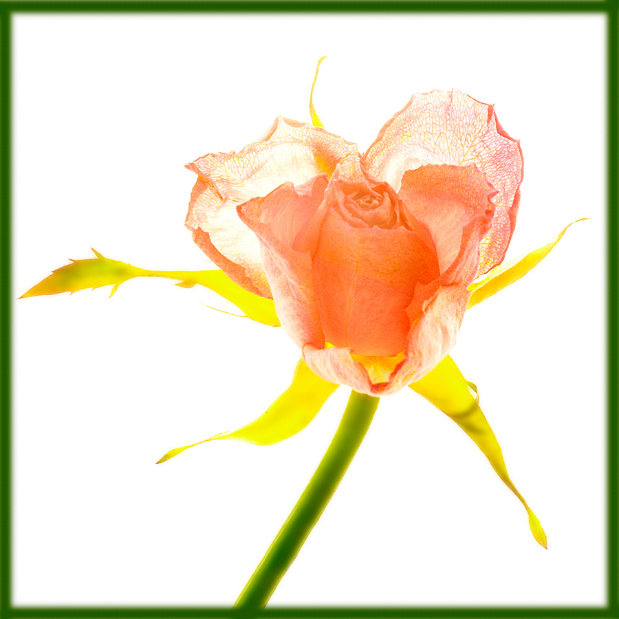 blume5