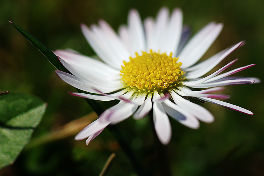 blume850