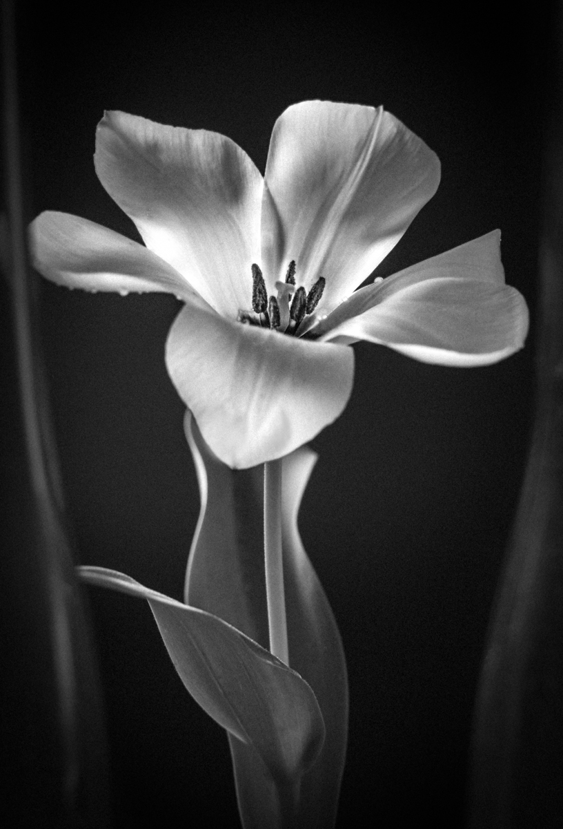 Blume_29