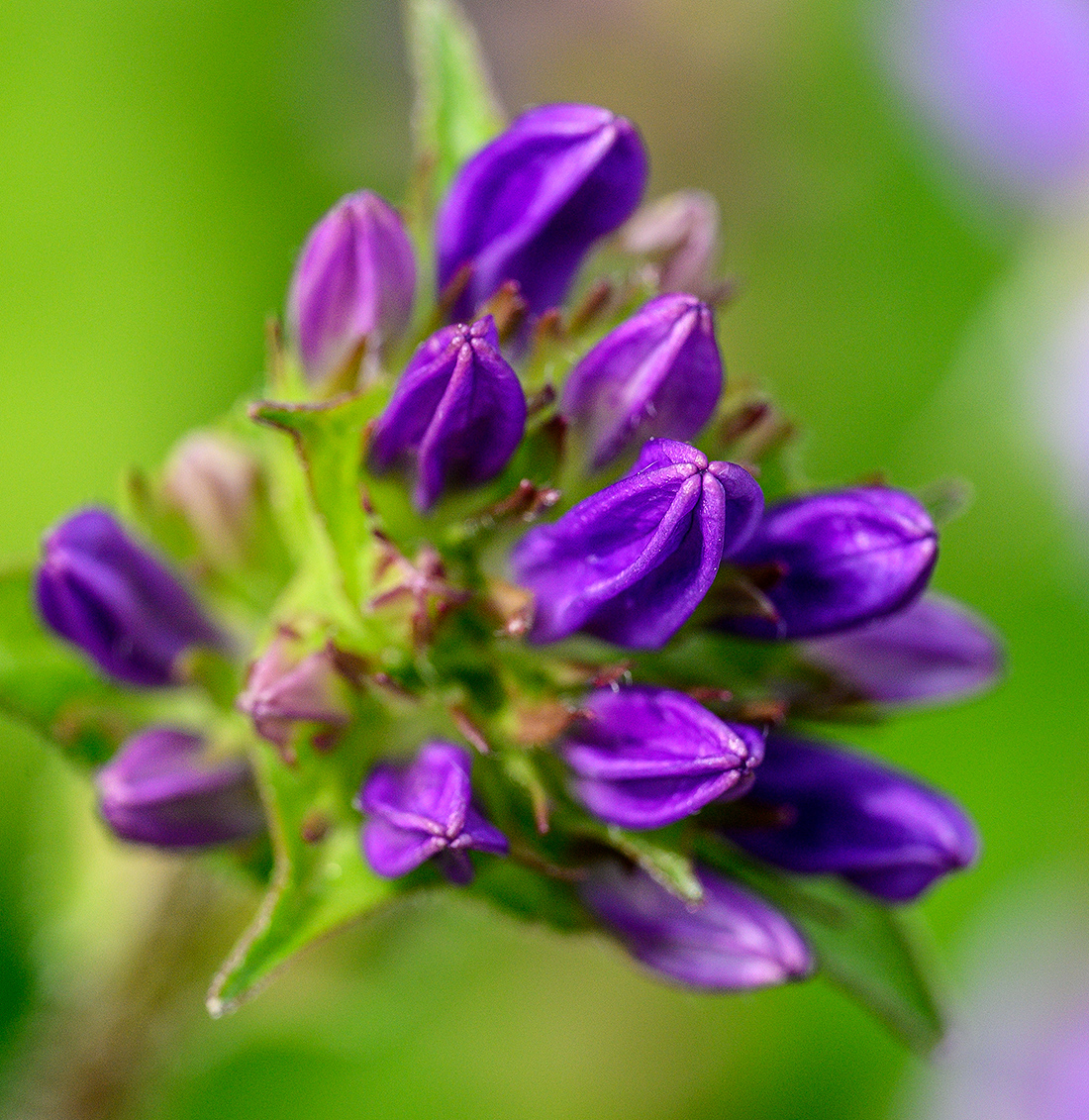 Blume_Z9E_0145.jpg
