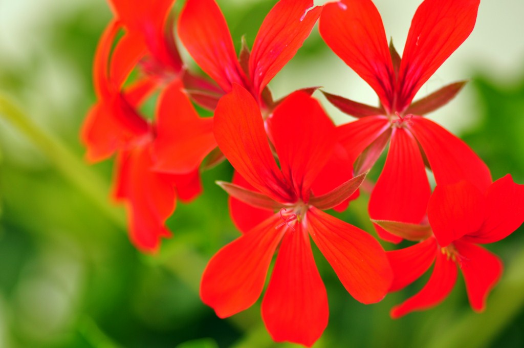 Blumen 003 [1024x768]