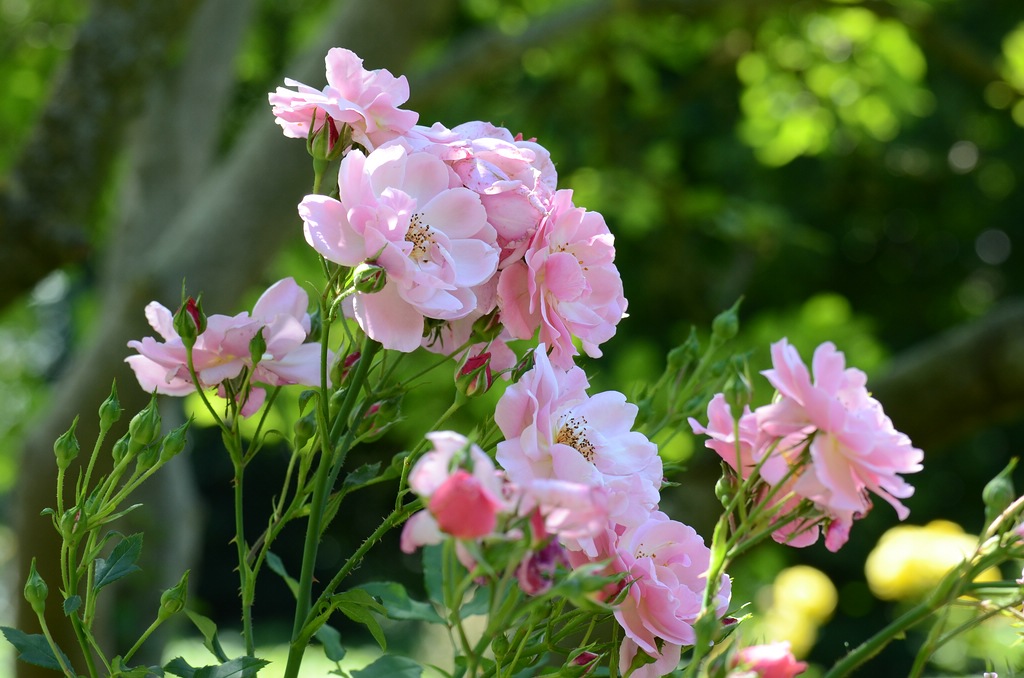 Blumen 03