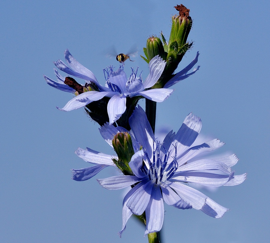 Blumen 04