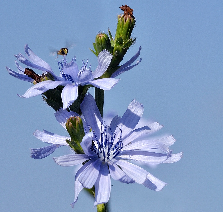 Blumen 07