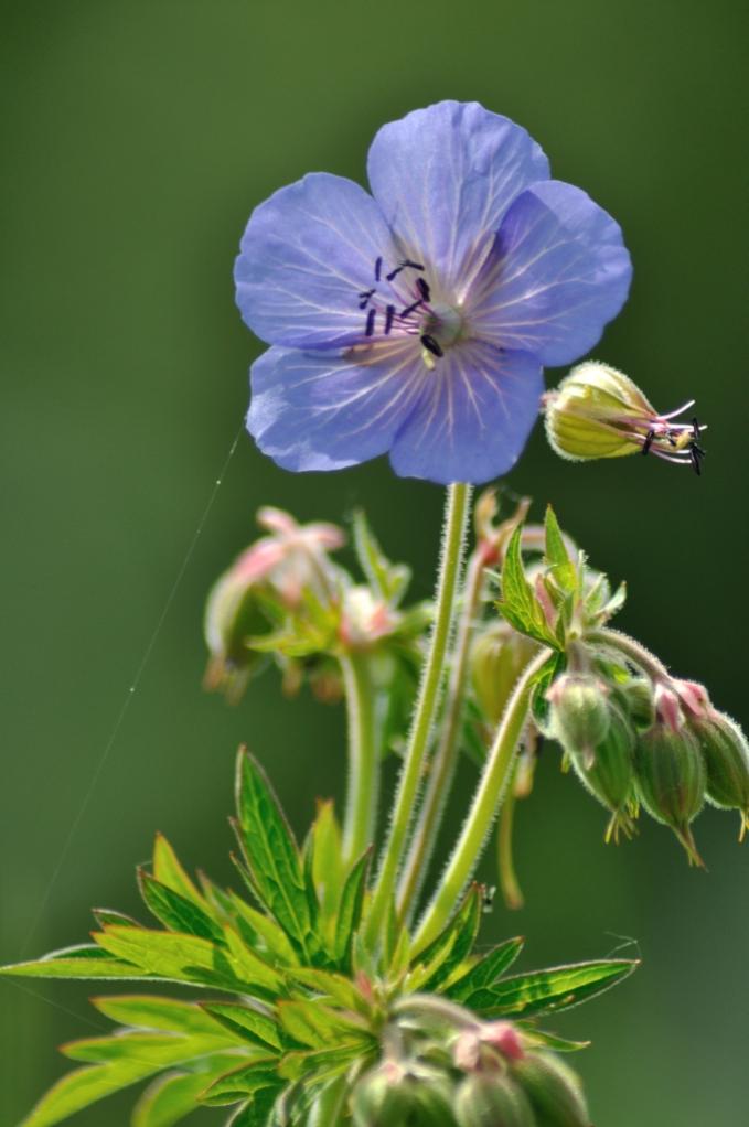 Blumen  095 1024