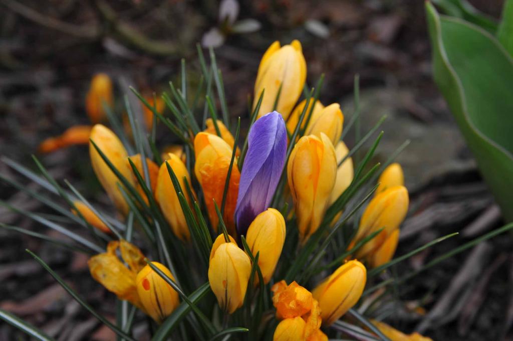 Blumen 10