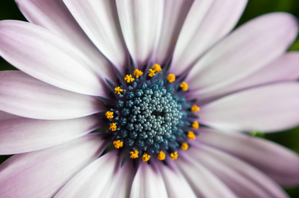 Blumen 2310