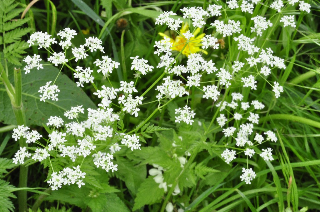 Blumen am Boden