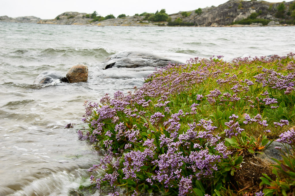 Blumen am Meer