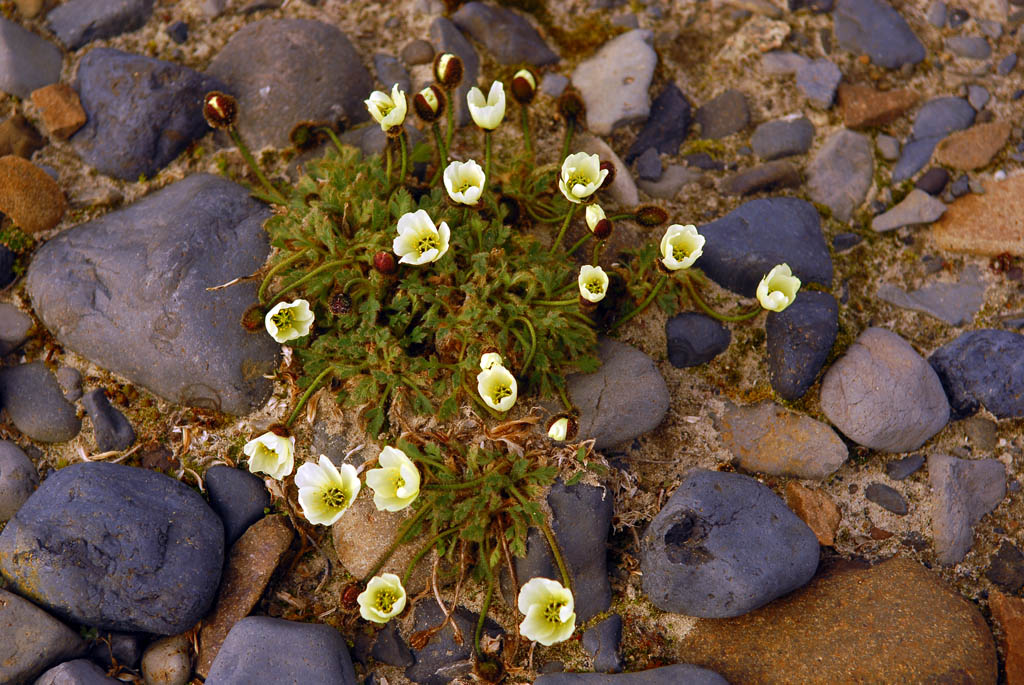 Blumen auf Franz Josef Land