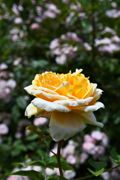 Blumen im Hydepark