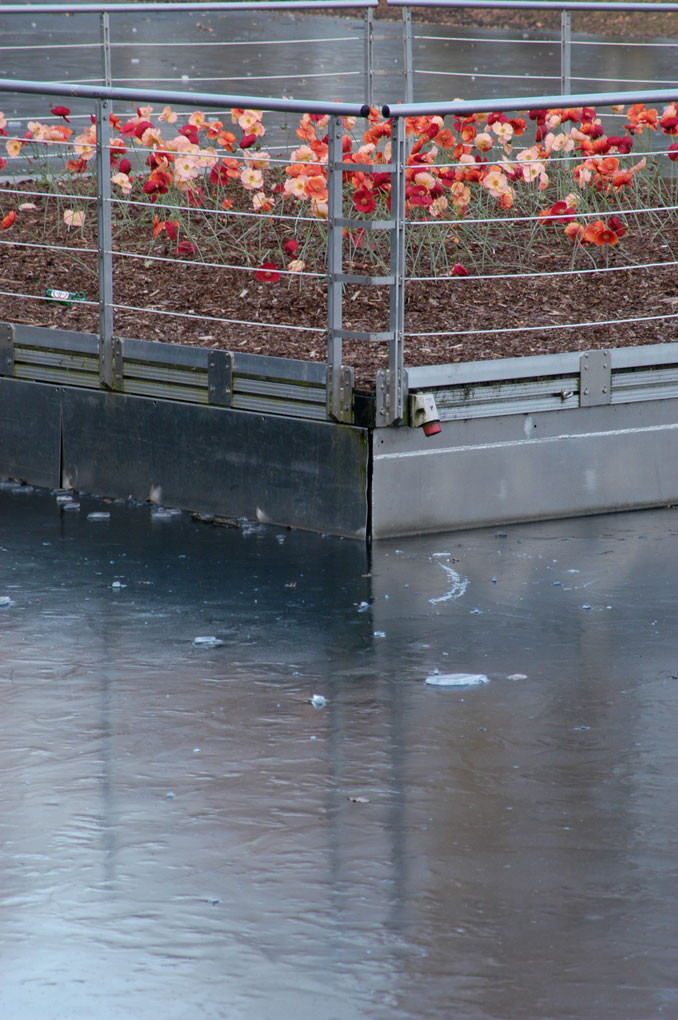 blumen.jpg