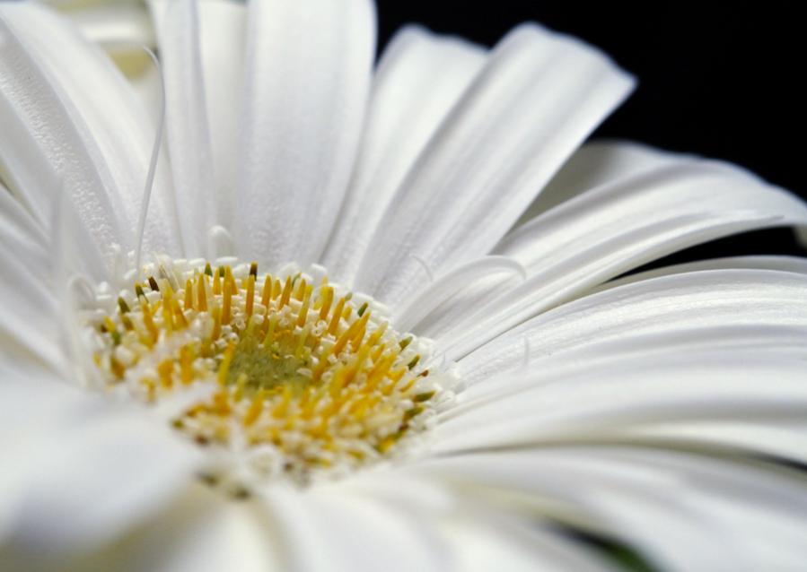 Blumen Macro2