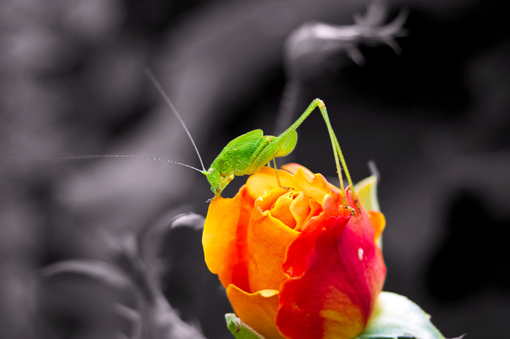 Blumen Makro 11
