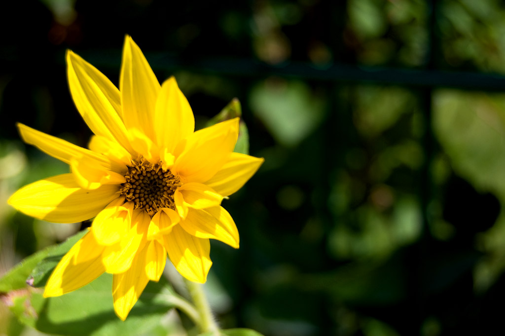 Blumen Makro 2