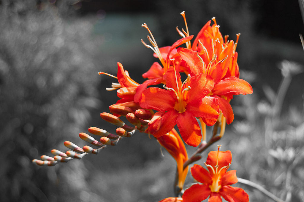Blumen Makro 8