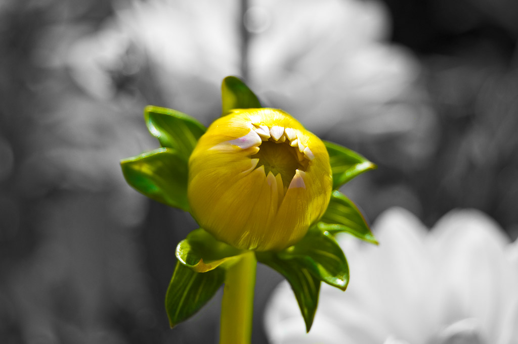 Blumen Makro 9