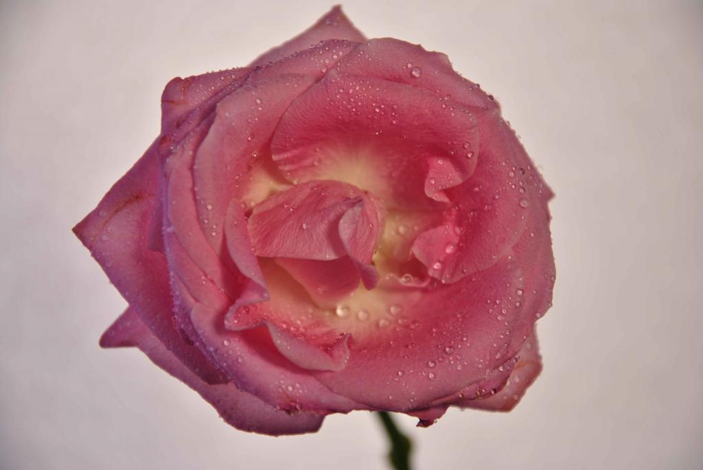 Blumen Makro