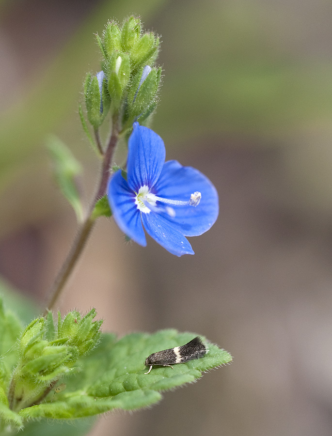 Blumen- oder Insektenmakro?