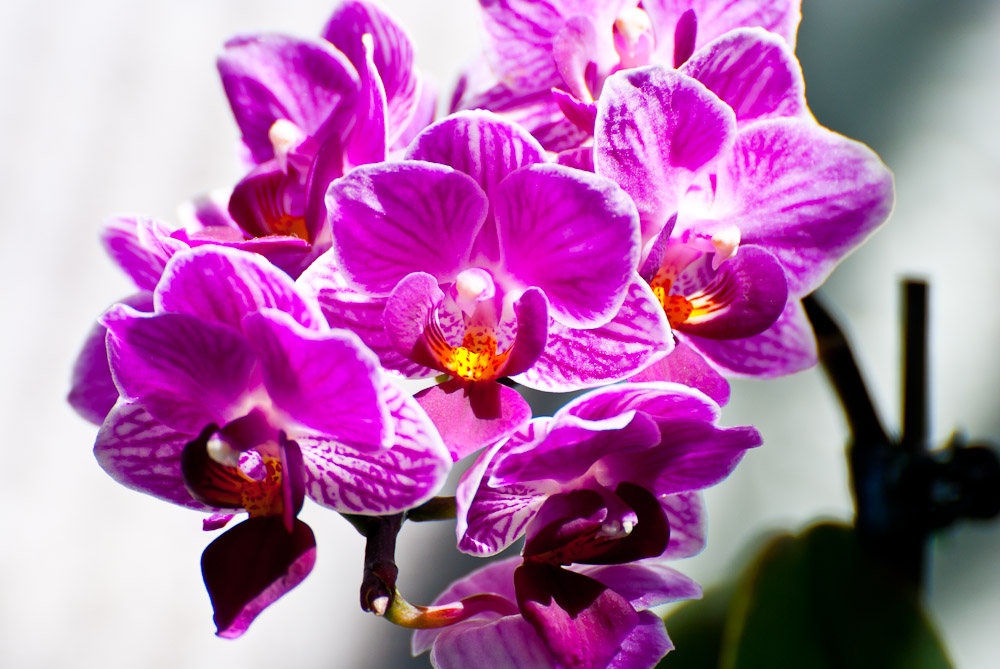 Blumen
