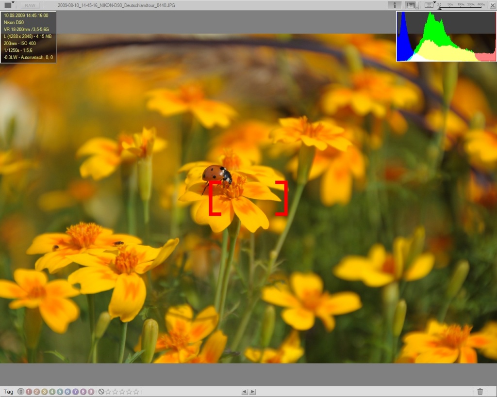Blumen