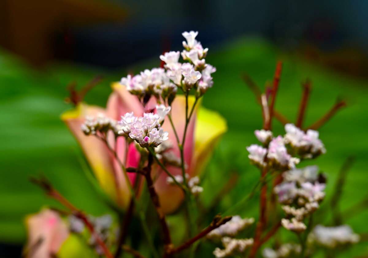 Blumen