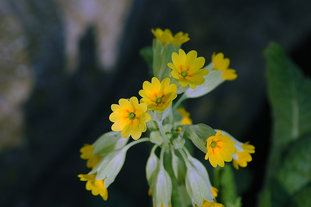 blumen007