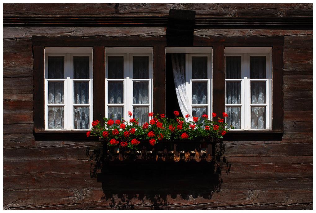 Blumenfenster