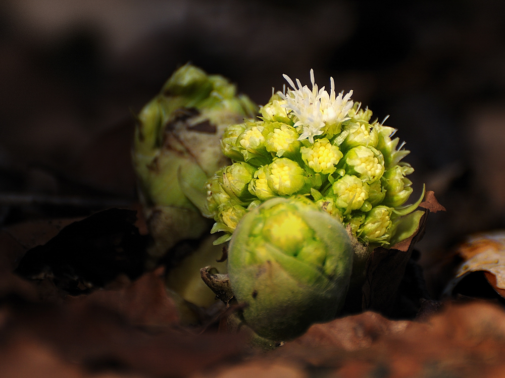 Blumenkohl Melodie bearbeitet
