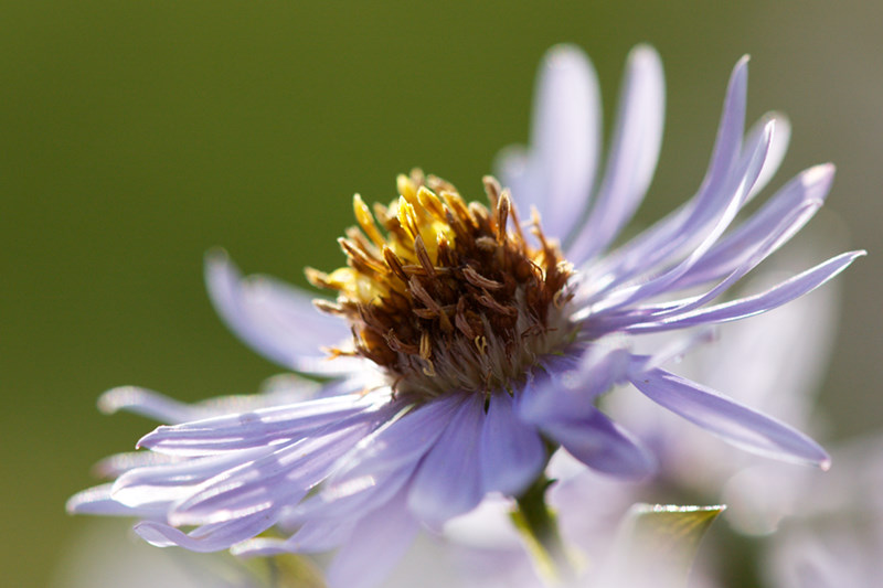 Blumenmakro
