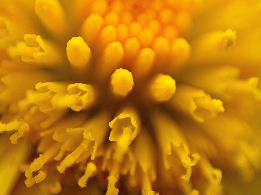 Blumenmakros 03