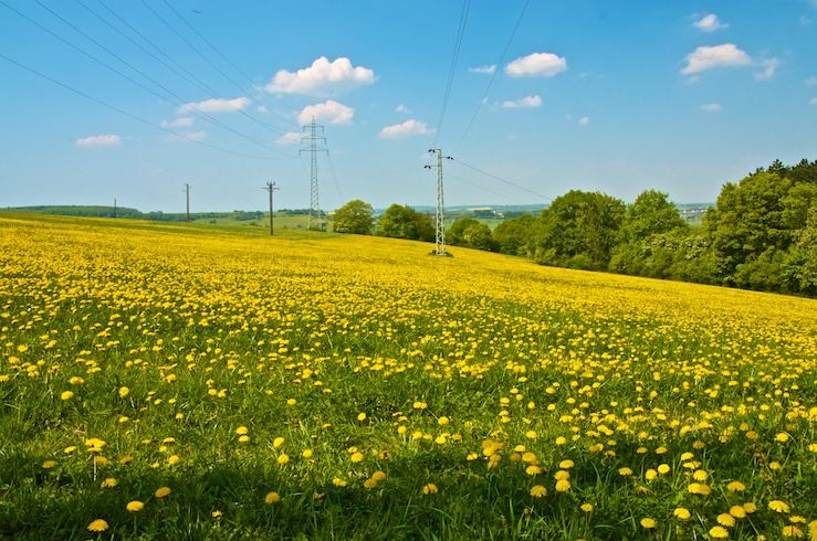 Blumenmeer