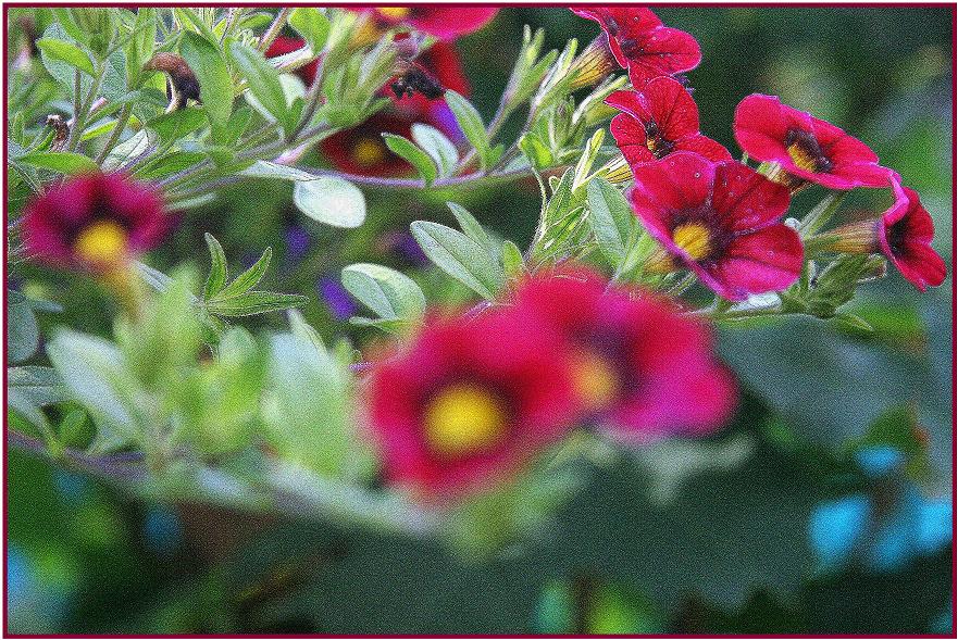 Blumenneu