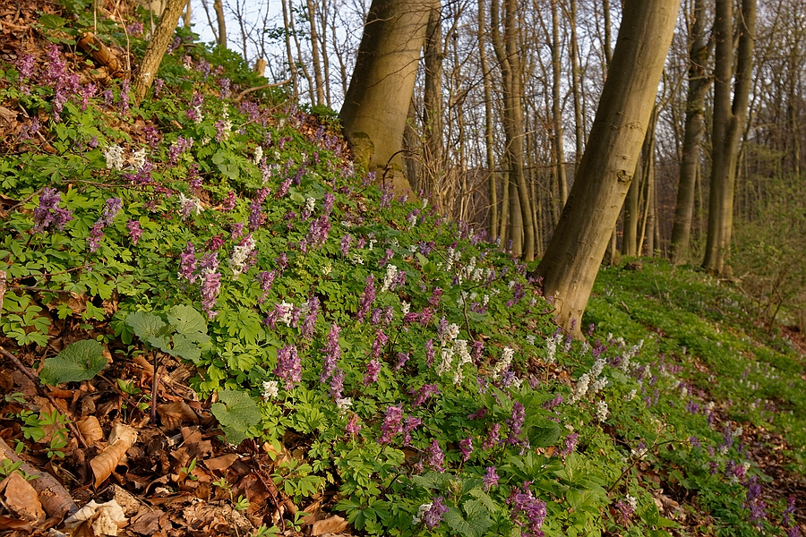 Blumenpracht